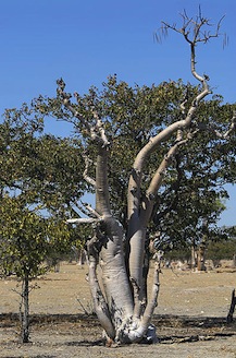 A Moringa tree in fruit, near Sprokieswoud in Namiba. Moringa leaves are dubbed a "super food".  / Credit:Hans Hillewaert/Wikkicommons